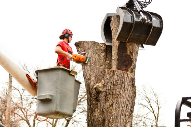 Best Tree Cabling and Bracing  in USA